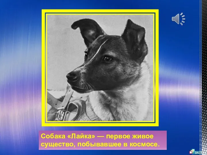 Собака «Лайка» — первое живое существо, побывавшее в космосе.