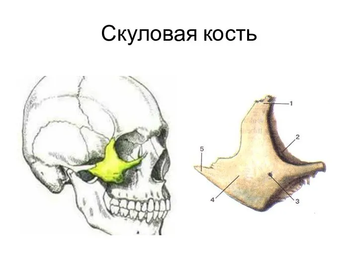 Скуловая кость