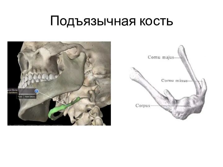 Подъязычная кость