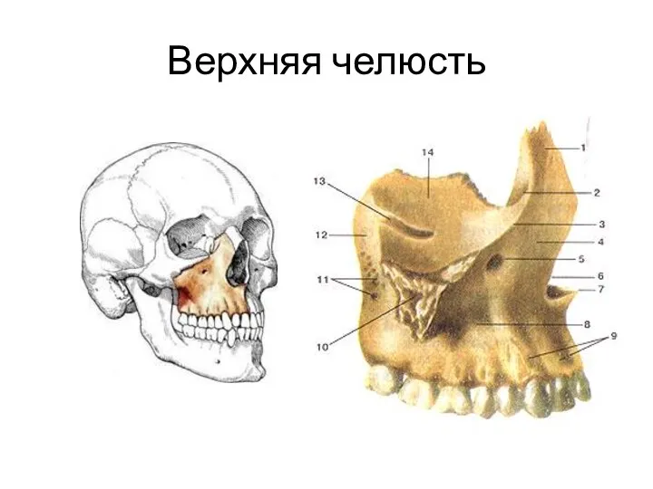 Верхняя челюсть