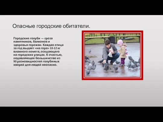 Опасные городские обитатели. Городские голуби — гроза памятников, балконов и здоровья горожан.