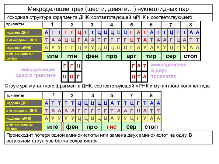 Микроделеции трех (шести, девяти…) нуклеотидных пар Исходная структура фрагмента ДНК, соответствующей мРНК