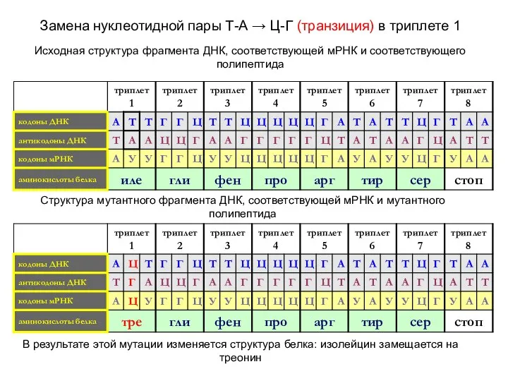 Замена нуклеотидной пары Т-А → Ц-Г (транзиция) в триплете 1 Исходная структура