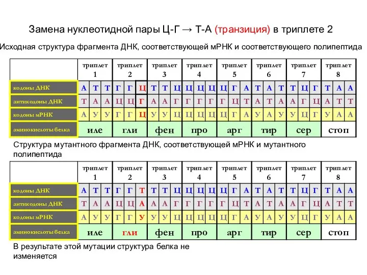 Замена нуклеотидной пары Ц-Г → Т-А (транзиция) в триплете 2 Исходная структура