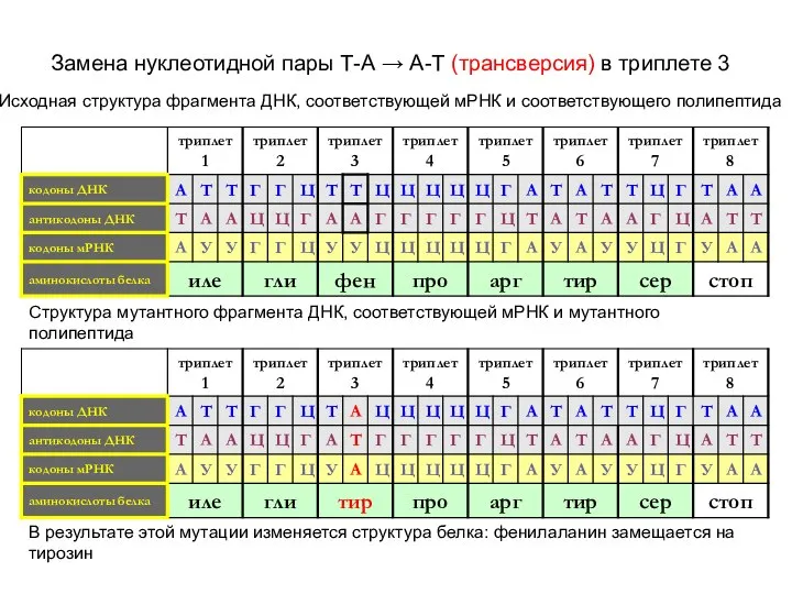 Замена нуклеотидной пары Т-А → А-Т (трансверсия) в триплете 3 Исходная структура