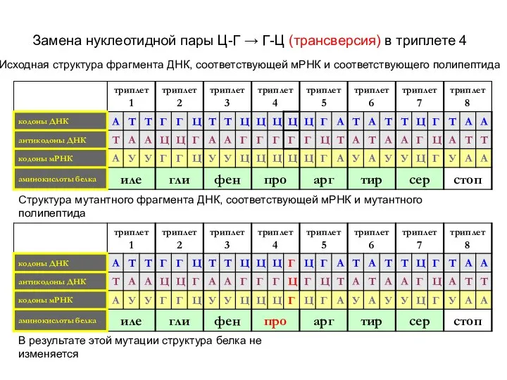 Замена нуклеотидной пары Ц-Г → Г-Ц (трансверсия) в триплете 4 Исходная структура