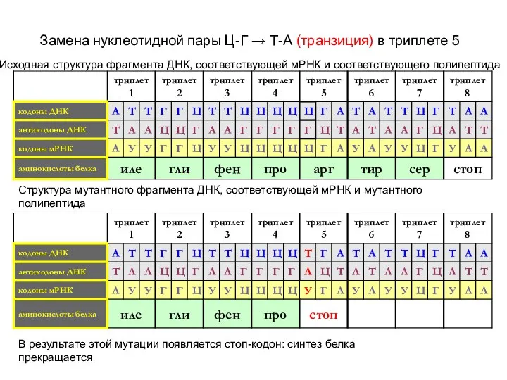 Замена нуклеотидной пары Ц-Г → Т-А (транзиция) в триплете 5 Исходная структура