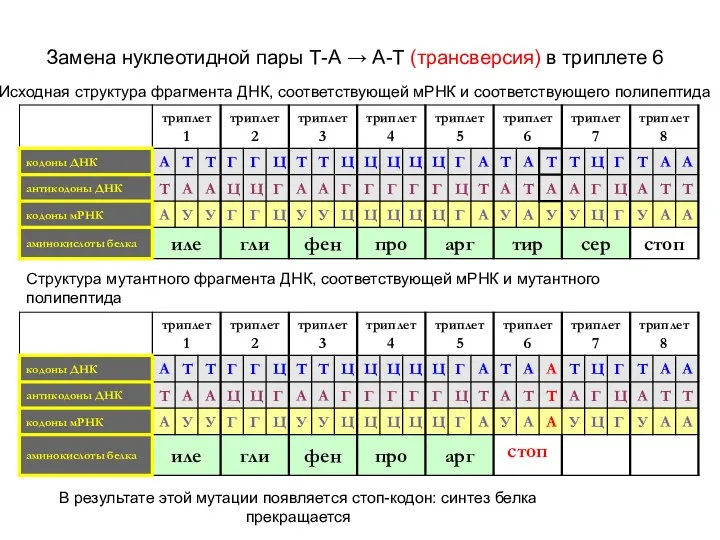 Замена нуклеотидной пары Т-А → А-Т (трансверсия) в триплете 6 Исходная структура