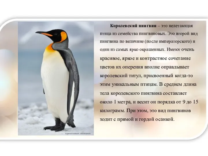 Королевский пингвин – это нелетающая птица из семейства пингвиновых. Это второй вид