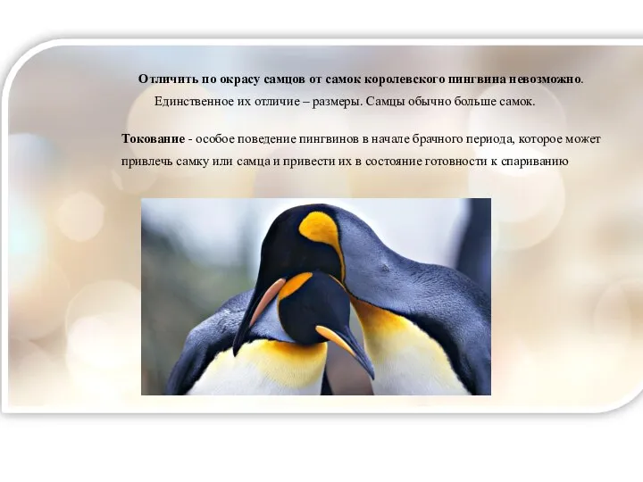 Отличить по окрасу самцов от самок королевского пингвина невозможно. Единственное их отличие