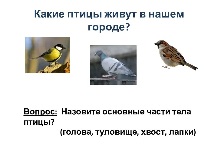 Какие птицы живут в нашем городе? Вопрос: Назовите основные части тела птицы? (голова, туловище, хвост, лапки)