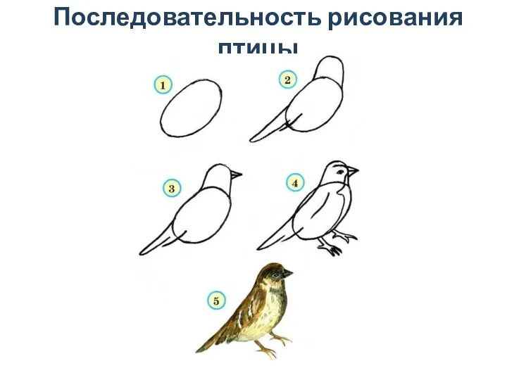 Последовательность рисования птицы