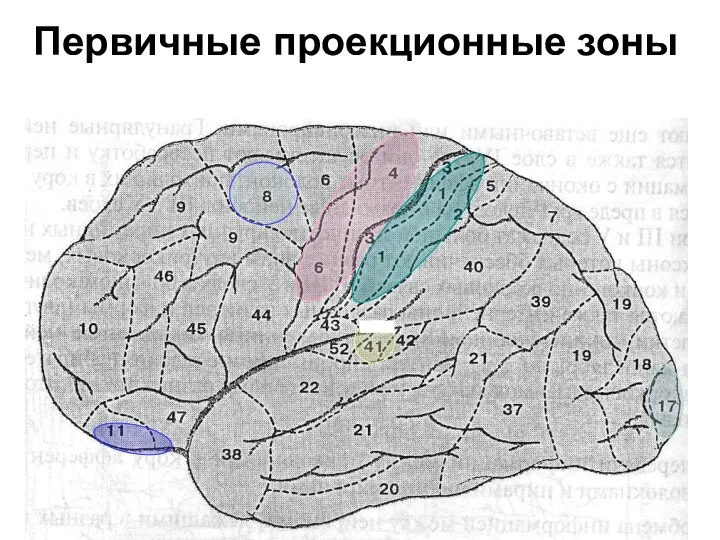 Первичные проекционные зоны