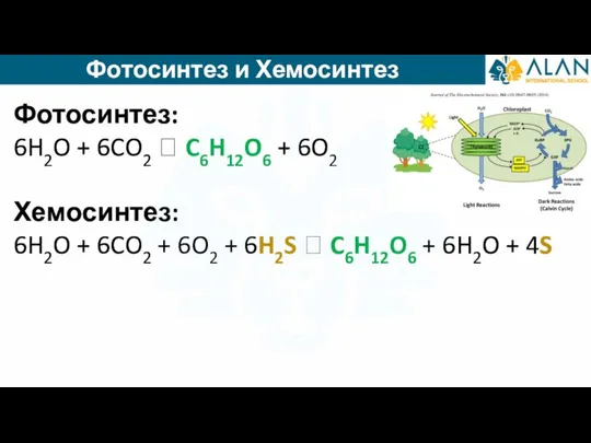 Фотосинтез: 6H2O + 6CO2 ? C6H12O6 + 6O2 Хемосинтез: 6H2O + 6CO2