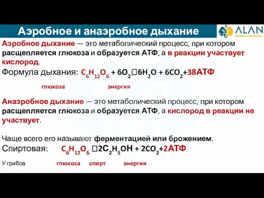 Аэробное дыхание — это метаболический процесс, при котором расщепляется глюкоза и образуется