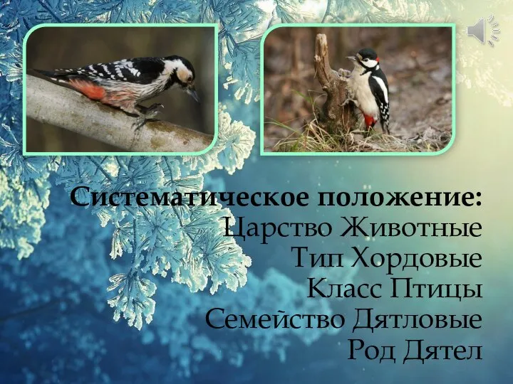 Систематическое положение: Царство Животные Тип Хордовые Класс Птицы Семейство Дятловые Род Дятел