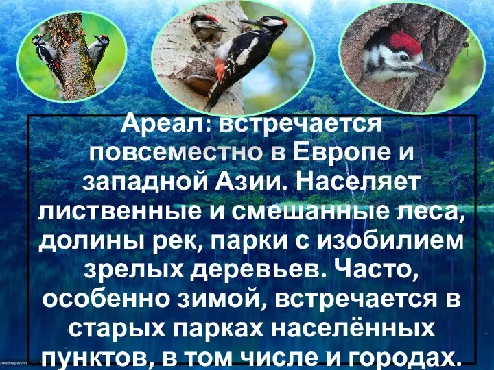 Ареал: встречается повсеместно в Европе и западной Азии. Населяет лиственные и смешанные