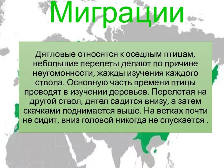 Дятловые относятся к оседлым птицам, небольшие перелеты делают по причине неугомонности, жажды