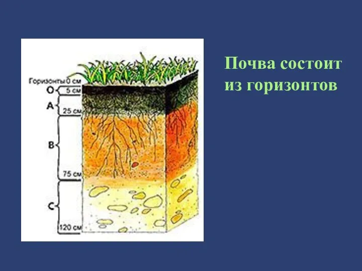 Почва состоит из горизонтов