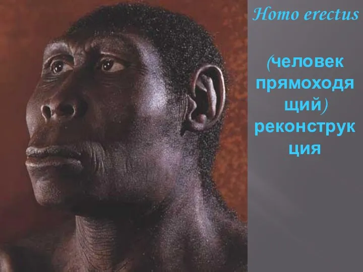 Homo erectus (человек прямоходящий) реконструкция
