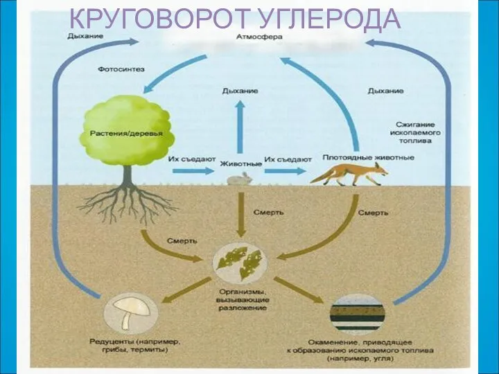 КРУГОВОРОТ УГЛЕРОДА