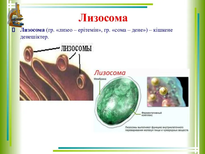 Лизосома Лизосома (гр. «лизео – ерітемін», гр. «сома – дене») – кішкене денешіктер.