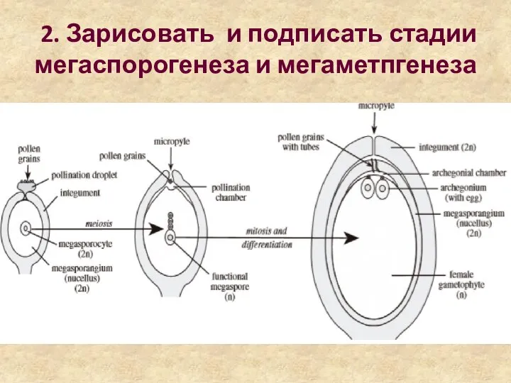 2. Зарисовать и подписать стадии мегаспорогенеза и мегаметпгенеза