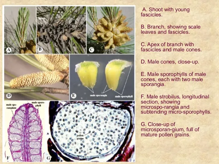 A. Shoot with young fascicles. B. Branch, showing scale leaves and fascicles.