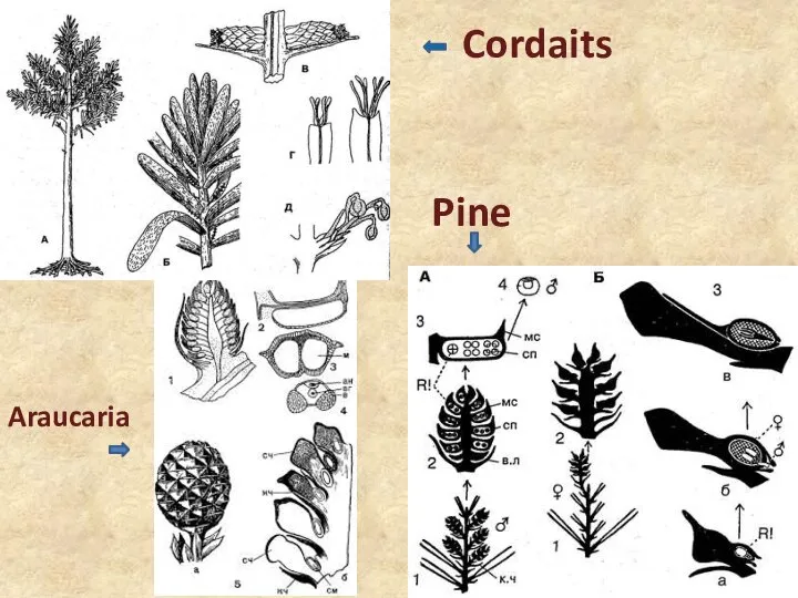 Cordaits Araucaria Pine