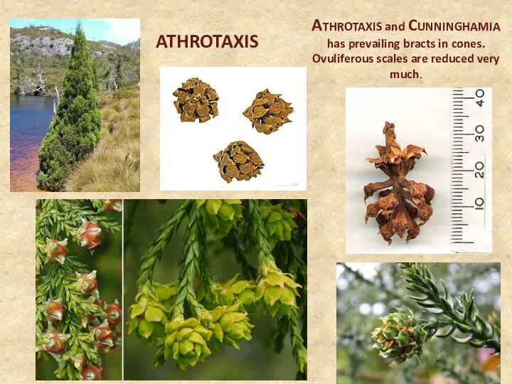 ATHROTAXIS and CUNNINGHAMIA has prevailing bracts in cones. Ovuliferous scales are reduced very much. ATHROTAXIS