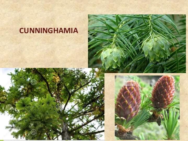 CUNNINGHAMIA