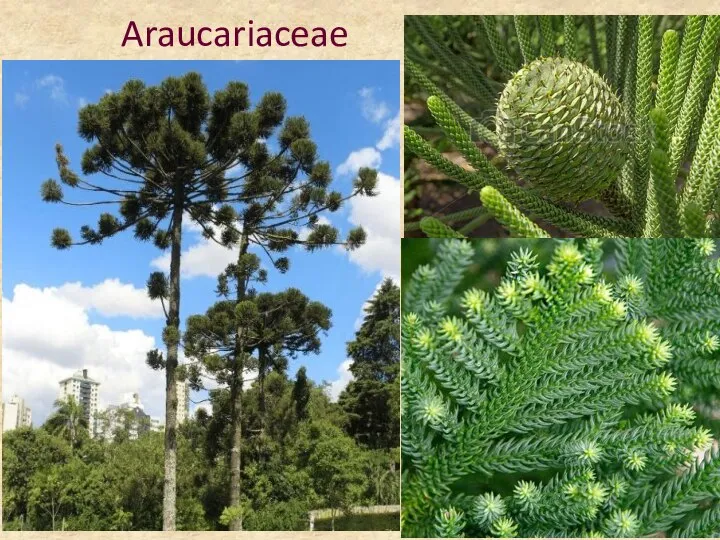 Araucariaceae