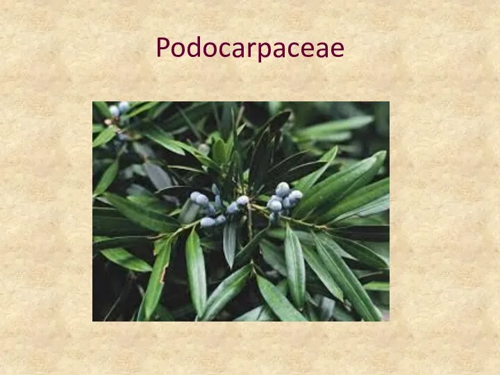 Podocarpaceae