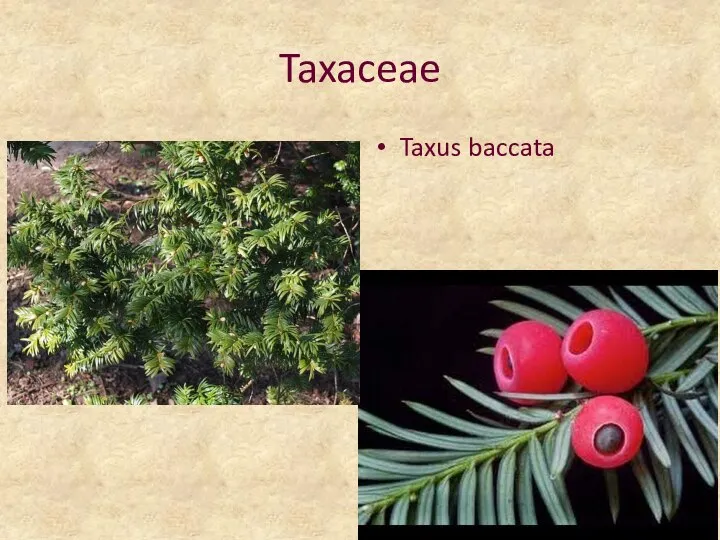 Taxaceae Taxus baccata