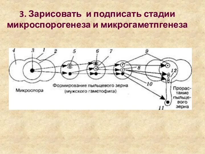 3. Зарисовать и подписать стадии микроспорогенеза и микрогаметпгенеза