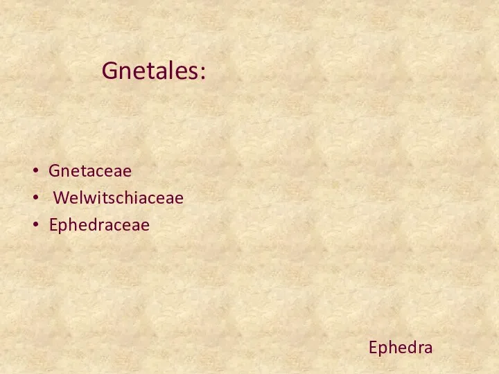 Gnetales: Gnetaceae Welwitschiaceae Ephedraceae Ephedra