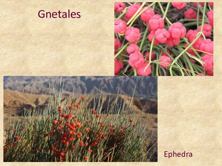 Gnetales Ephedra
