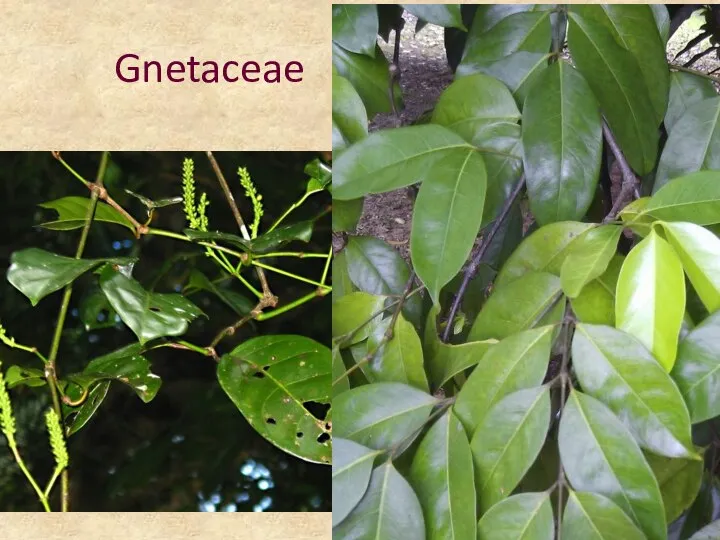 Gnetaceae