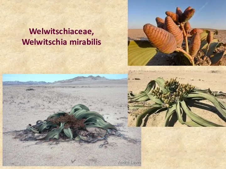 Welwitschiaceae, Welwitschia mirabilis
