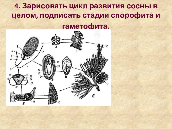 4. Зарисовать цикл развития сосны в целом, подписать стадии спорофита и гаметофита.