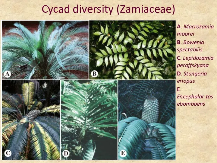 Cycad diversity (Zamiaceae) A. Macrozamia moorei B. Bowenia spectabilis C. Lepidozamia peroffskyana