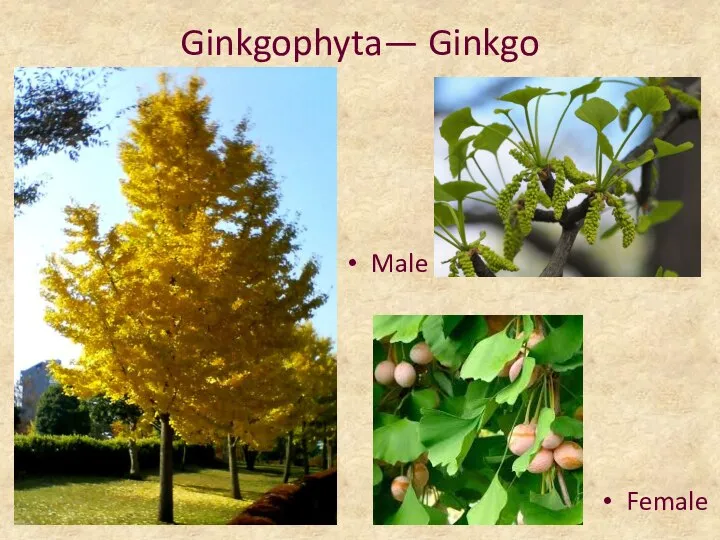 Ginkgophyta— Ginkgo Female Male