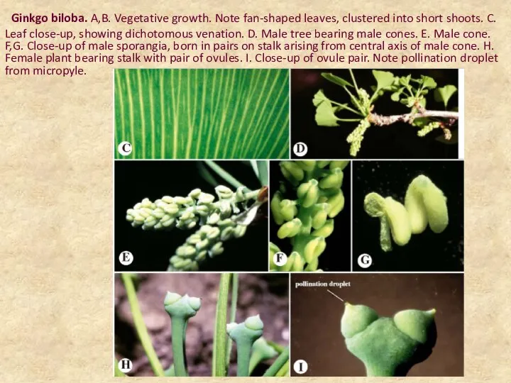 Ginkgo biloba. A,B. Vegetative growth. Note fan-shaped leaves, clustered into short shoots.