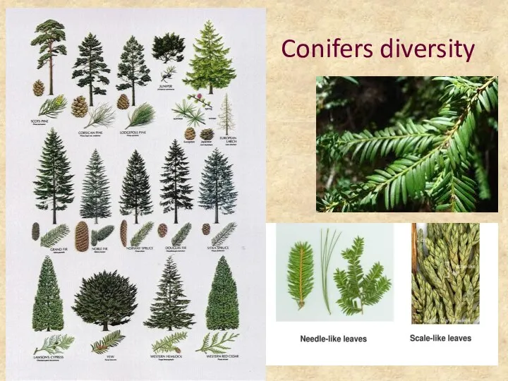 Conifers diversity