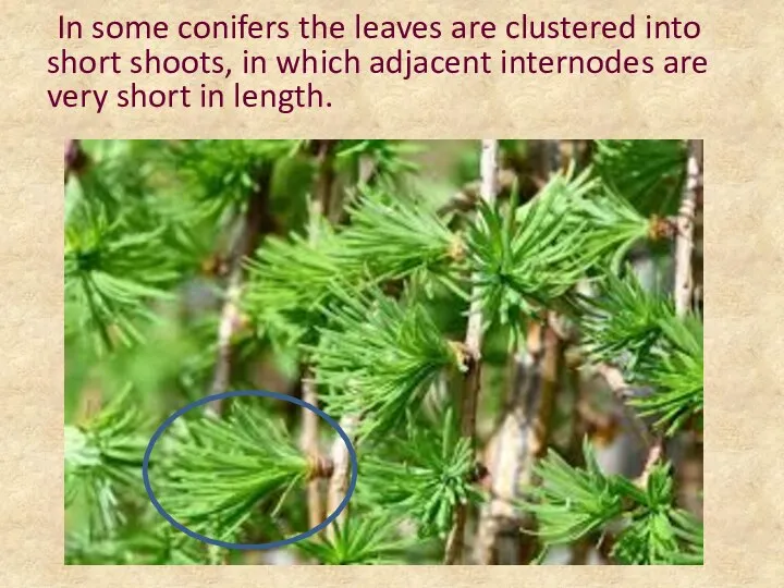 In some conifers the leaves are clustered into short shoots, in which