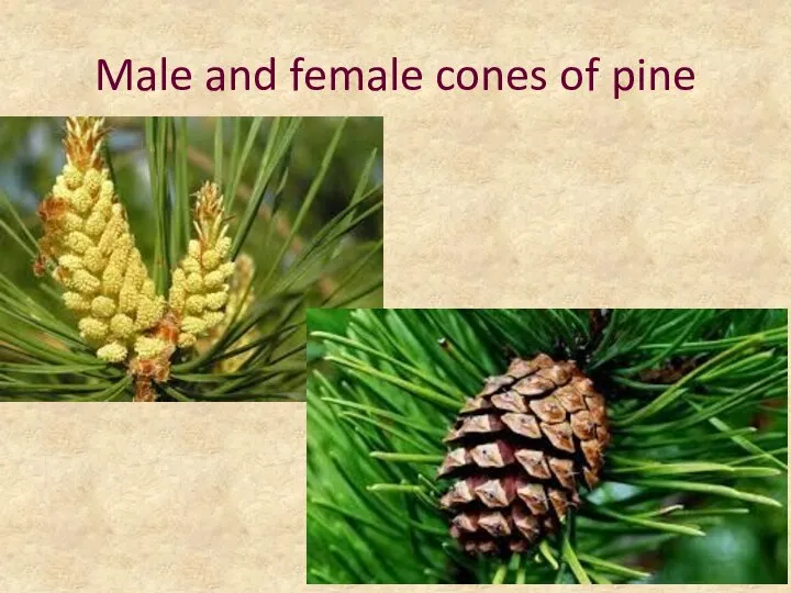 Male and female cones of pine