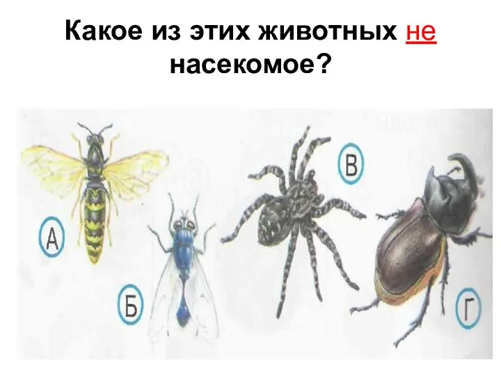 Какое из этих животных не насекомое?