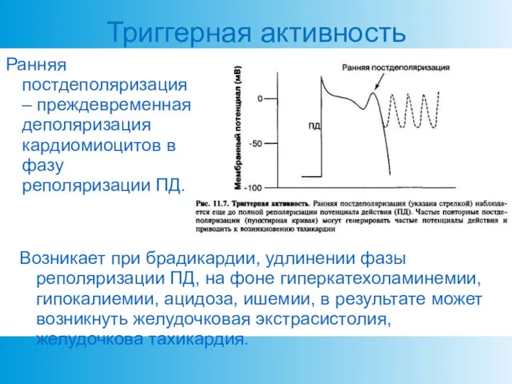 Триггерная активность Ранняя постдеполяризация – преждевременная деполяризация кардиомиоцитов в фазу реполяризации ПД.