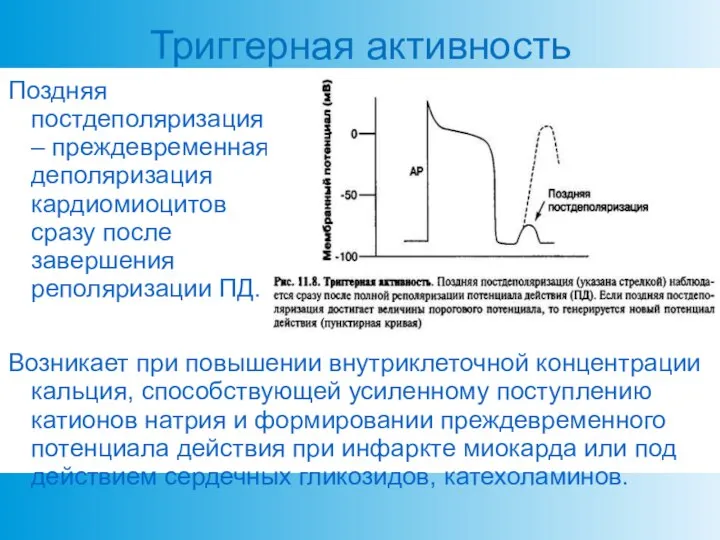 Триггерная активность Поздняя постдеполяризация – преждевременная деполяризация кардиомиоцитов сразу после завершения реполяризации