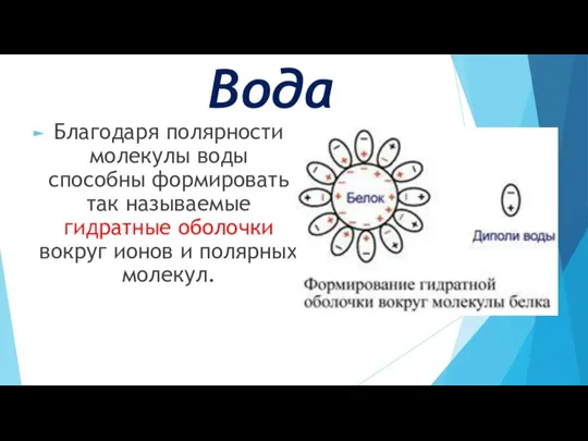 Вода Благодаря полярности молекулы воды способны формировать так называемые гидратные оболочки вокруг ионов и полярных молекул.